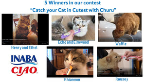 5 Cats are selected as Winners!