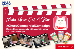 Make Your Cat A Star